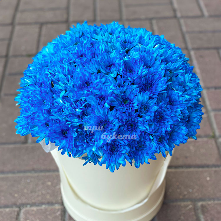 Синие хризантемы в коробке (крупный план)