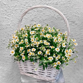 Небольшая корзинка с ромашками Небольшая корзинка с ромашками