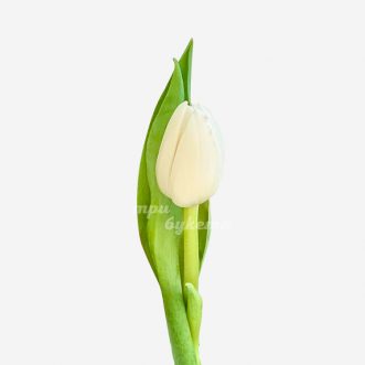 Белый тюльпан